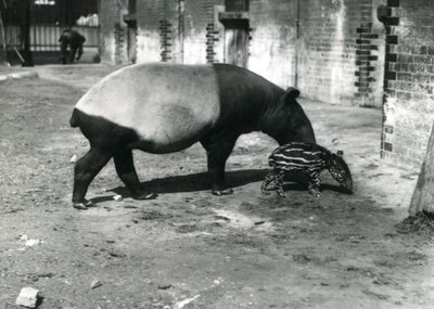 A Malayan Tapir with its 4 day old baby at London Zoo, July 1921 by Frederick William Bond